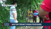 Mayat Bayi Dibuang di Bawah Pohon Bambu