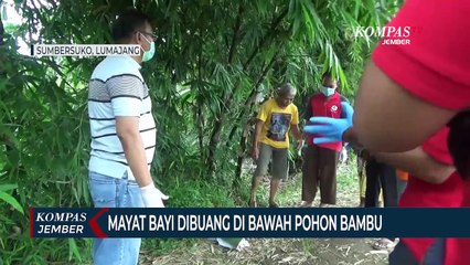 Mayat Bayi Dibuang di Bawah Pohon Bambu