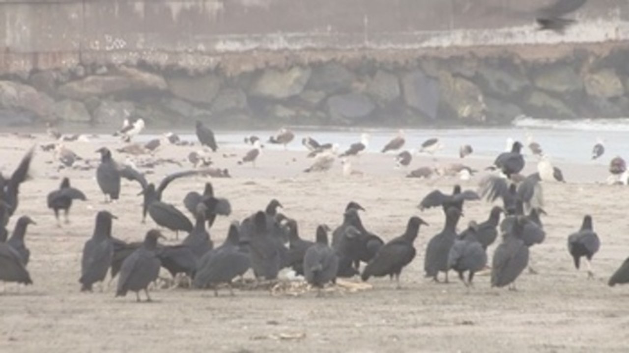 Cuando los peruanos no están, las aves hacen fiesta