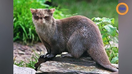 Si tous les animaux avaient une tête de chat...