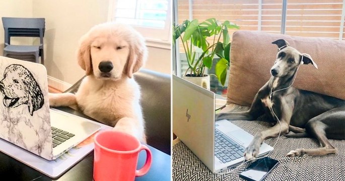 Confinement : un compte Instagram compile des photos amusantes de chiens en télétravail