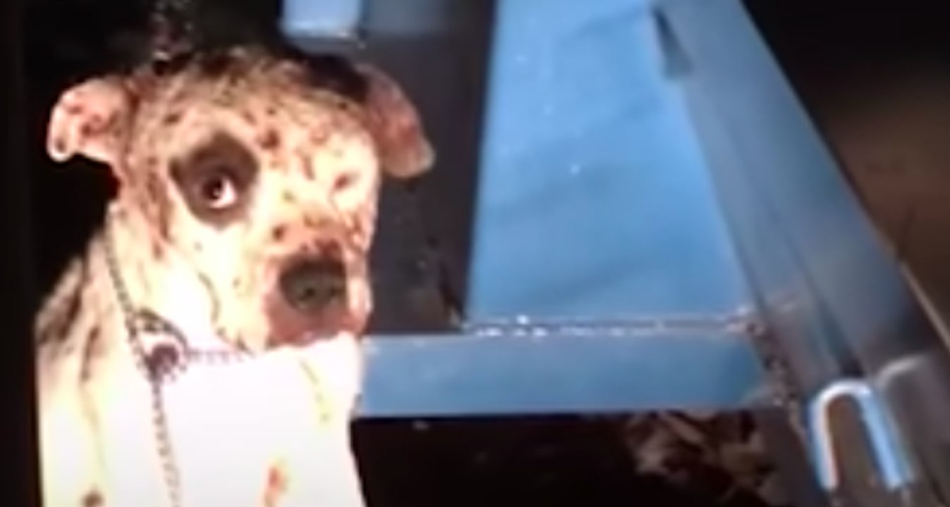 Ce pitbull utilisé comme appât pour les combats de chiens est désormais sain et sauf