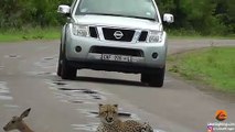 A young cheetah makes its first kill