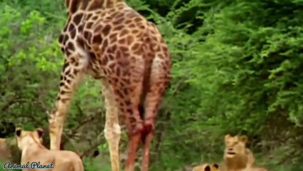 Buffalo vs Lion vs Giraffe - Big Battle of Snake, Leopard, Crocodile,Tiger vs th