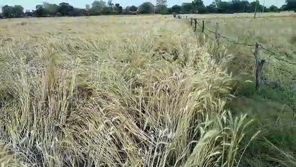 मंदसौर: पानी में ओले गिरने से किसानों की फसलें को हुआ नुकसान