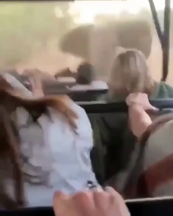 Un éléphant charge une voiturette transportant des visiteurs dans un parc