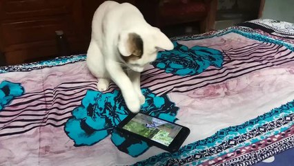 Cat Trying to Catch Fish in Phone
