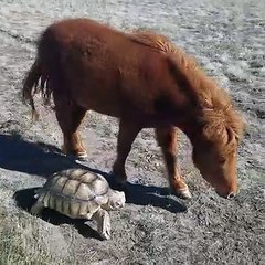 Tortoise and Pony are Pasture Buddies