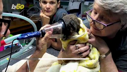 Koalas Rescued From Australia Bushfire Finally Return Home