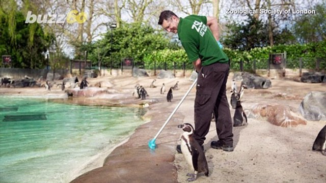 Despite Covid-19, For the Animals at the ZSL London Zoo, It’s Business as Usual!
