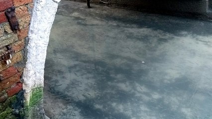 Coronavirus Quarantines Are Helping The Environment