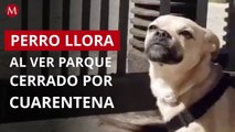Perrito llora al ver el parque cerrado por cuarentena en España