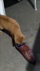 Un chat capture une souris et la force à rester dans une chaussure