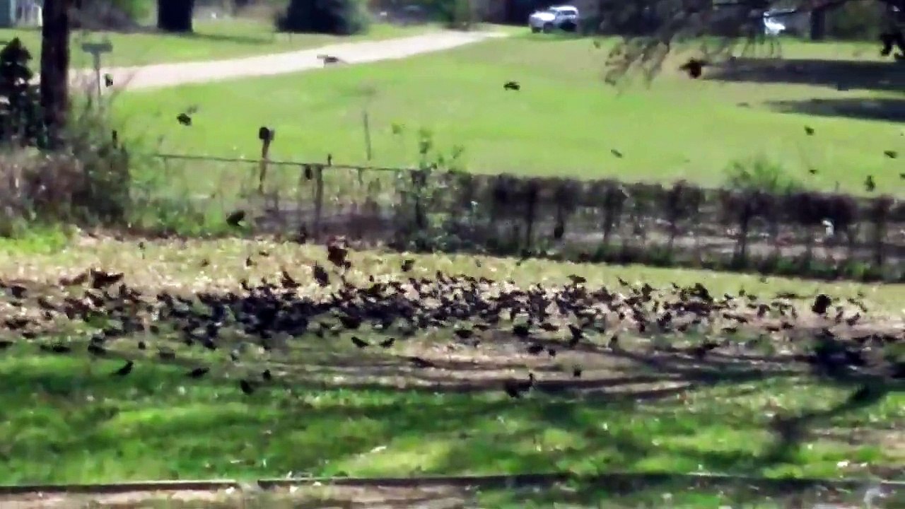 Quand tu reçois la visite de 2000 oiseaux en plein confinement... pas content