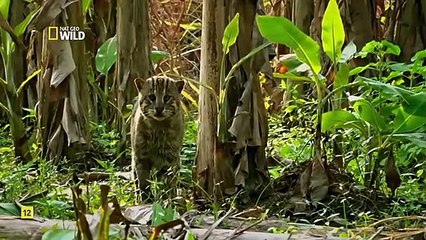 FELINOS SALVAJES DE LA INDIA 2- MAESTROS DEL DISFRAZ - NAT GEO WILD