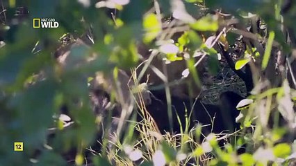 HERMANOS LEONES, DE CACHORROS A REYES - NAT GEO WILD