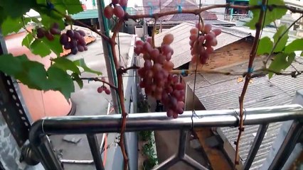 Jupiter Grapes Anggur Paling Genjah Berbuah