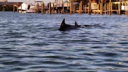 Dolphins Playing Next to Kayakers