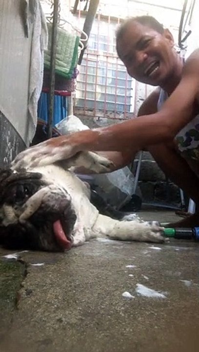 Bulldog Sleeps While Getting Scrubbed
