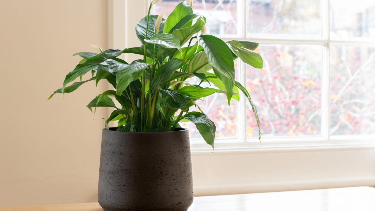 Indoor Plants That Can Help Cure Your Dry Skin