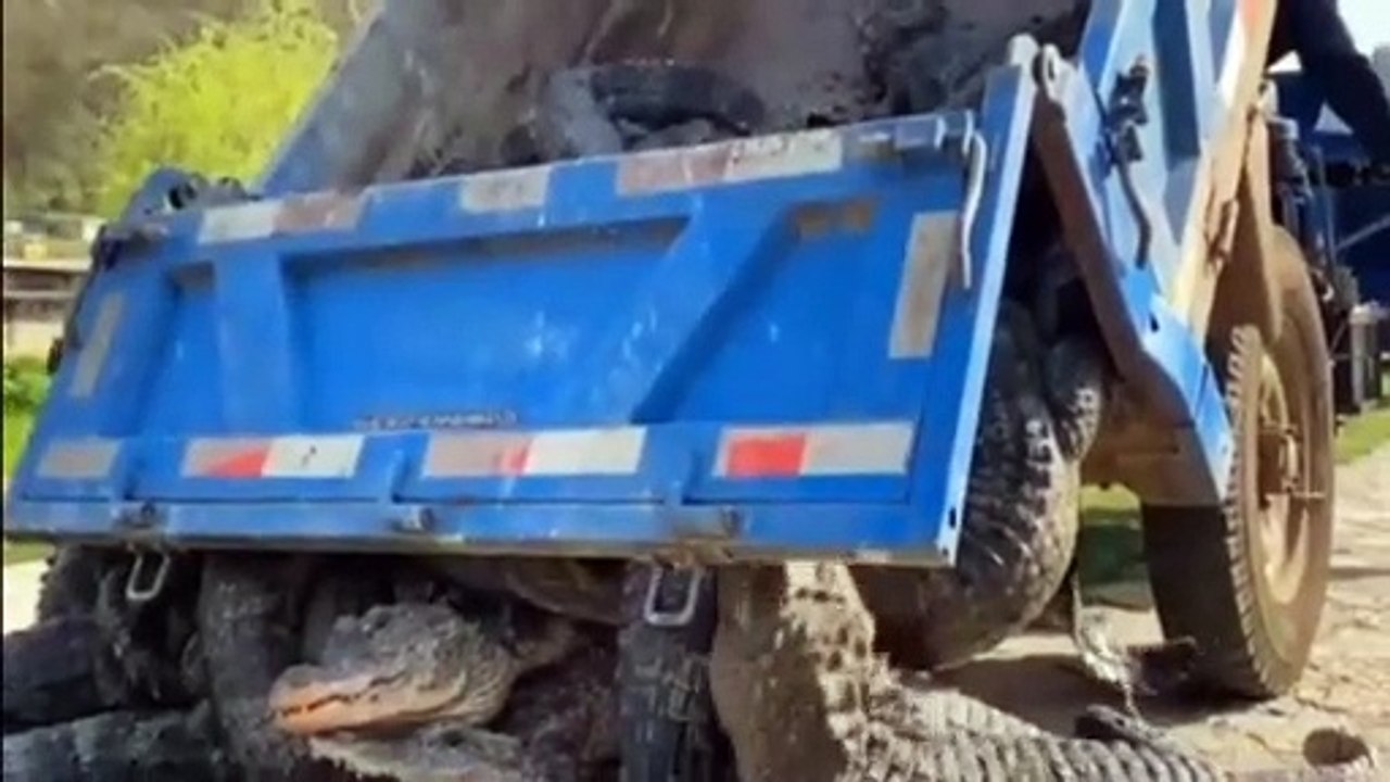 Lorry dumps dozens of alligators into national park after 14,000 are released