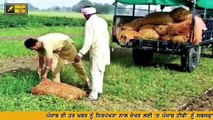 ਕਿਸਾਨਾਂ ਲਈ ਕੈਪਟਨ ਦਾ ਵੱਡਾ ਐਲਾਨ Captain Amrinder Singh announcements for Farmers in Punjab
