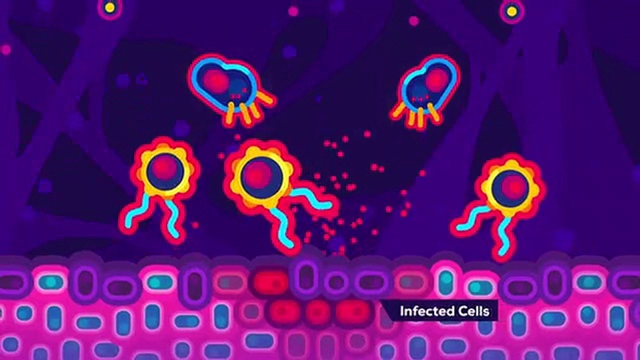 The Coronavirus Explained & What You Should Do