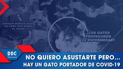 No quiero asustarte pero… hay un gato portador de COVID-19