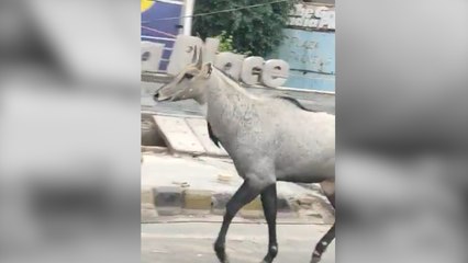 A rare sight in Noida a nilgai on deserted highway