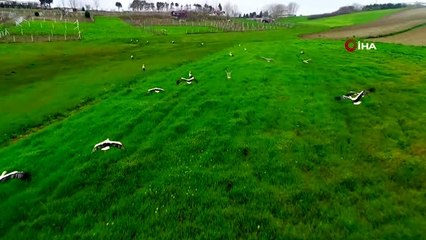 İstanbul'da leylek sürüsü akını