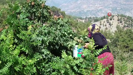 Korona virüse karşı 'Sumak ekşisi' önerisi