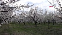 IĞDIR KAYISI üretiminde Türkiye'de ilk sıralarda yer alan Iğdır'da kayısı ağaçları çiçek açtı.