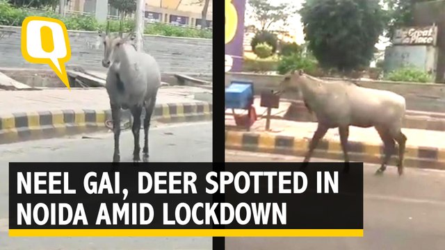 Amid Coronavirus Lockdown, Neel Gai Spotted Near GIP Mall, Deer at Noida Sector 91