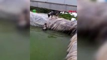 ANTALYA Havuza düşen köpeği, kardeşinin kurtarma çabası kamerada