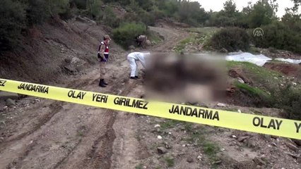 Konya'dan çalınıp Osmaniye'ye getirilmek istenen 14 büyükbaş hayvan telef oldu