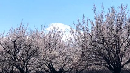 Kayısı bahçeleri "beyaz gelinliği" ile ziyaretçilerini büyülüyor