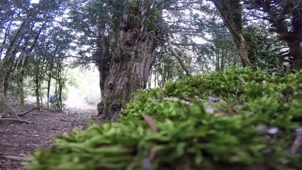 Tesadüfen bulunan 2 bin 500 yıllık ağaç asırlara meydana okuyor - KAHRAMANMARAŞ
