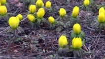 Baharın habercisi kar çiçeklerinin göz alıcı güzelliği - TUNCELİ