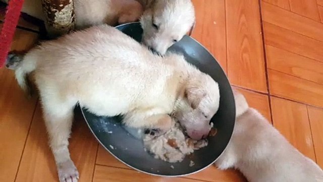 Tired Pup Falls Asleep in Food Bowl