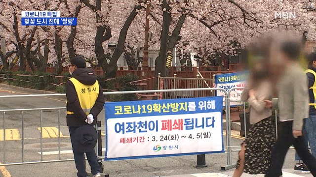 벚꽃 만발했지만 …벚꽃 도시 진해 '썰렁'
