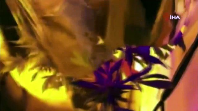 Uyuşturucu serasına çevrilen eve polis baskını