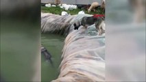 Havuza düşen köpeği, kardeşinin kurtarma çabası kamerada