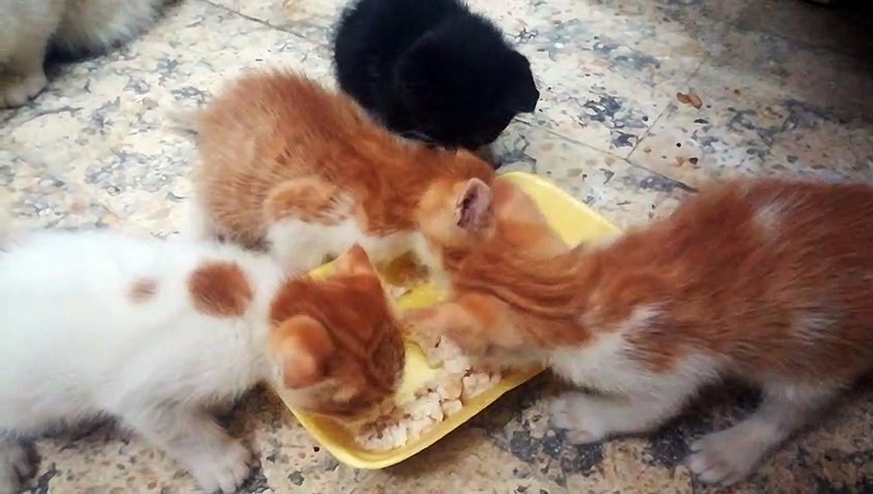 Cute 4 Twins Milk Diary