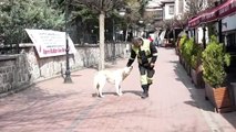 Altındağ Belediyesinden sokak hayvanlarına mama desteği - ANKARA