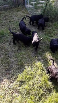 Chiots de race chien d'eau portugais disponibles courant mai 2020