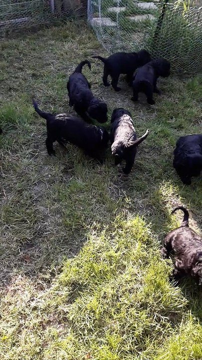 Chiots de race chien d'eau portugais disponibles courant mai 2020