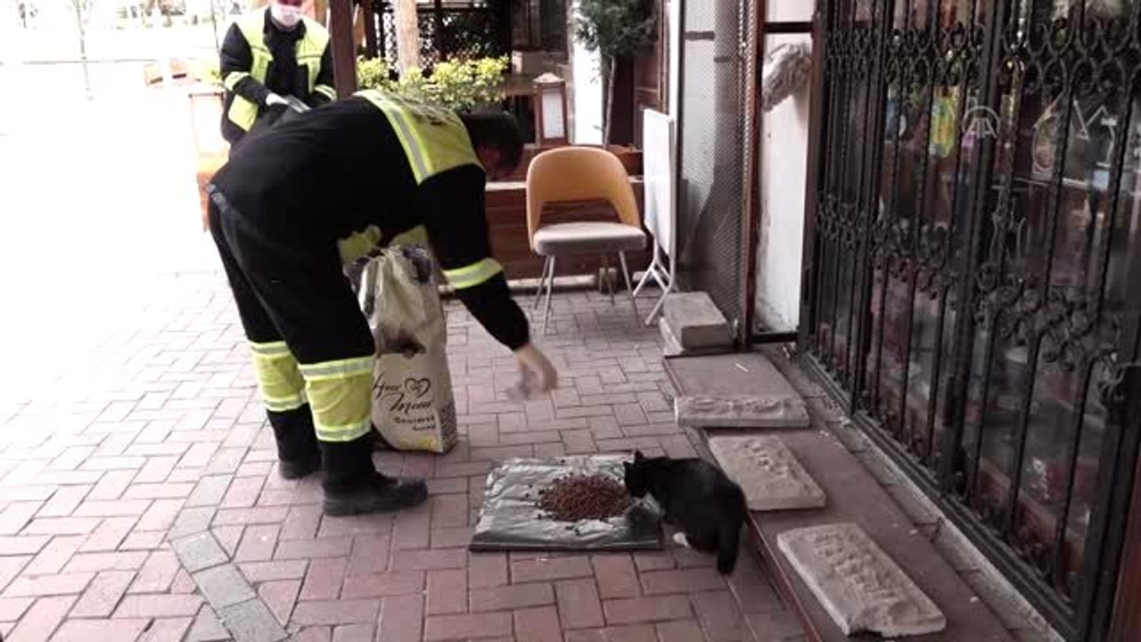 Altındağ Belediyesinden sokak hayvanlarına mama...