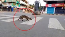 Koronavirüs nedeniyle sokağa çıkma yasağının uygulandığı Hindistan'da 1990'dan bu yana gözükmeyen Misk kedisi ortaya çıktı