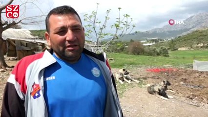 Havuza düşen kangal köpeğini, kardeşi kurtardı