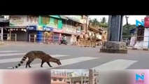 Nature is healing: Netizens react after video of deer running on empty streets goes viral